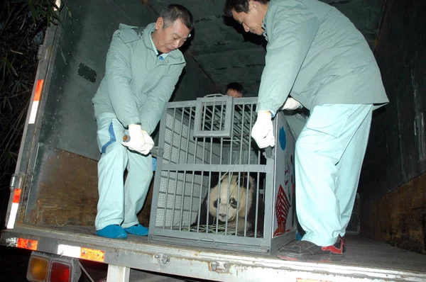 Trabajadores Chinos Envían Panda Gigante Desde Base Bifengxia Del Wolong — Foto de Stock