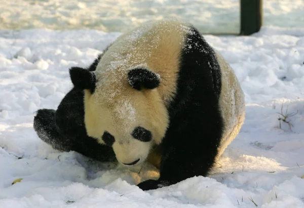 2011年12月9日 在中国东部山东省魏坊的一家动物园里 人们看到一只熊猫在雪地里玩耍 — 图库照片