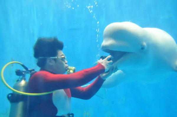 Čínský Potápěč Vhrne Kyslík Ústí Bílé Velryby Aby Foukat Bublinový — Stock fotografie