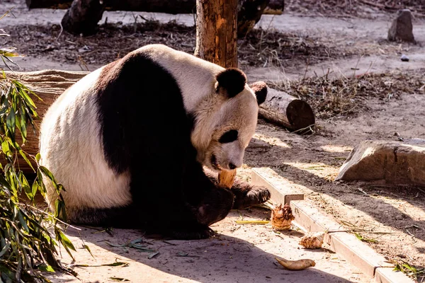 Panda Gigante Lamacento Come Brotos Bambu Frutas Zoológico Pequim Pequim — Fotografia de Stock