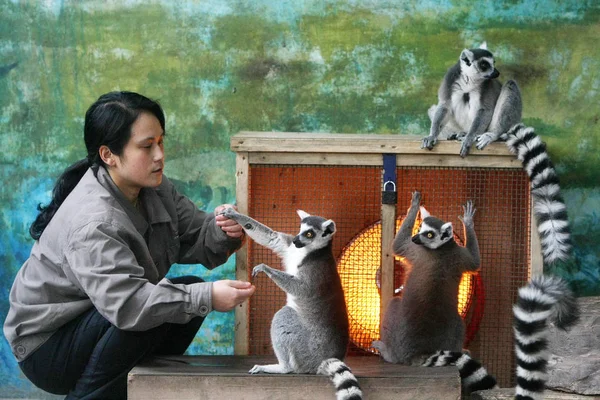 Chinese Staff Attends Ring Tailed Lemurs Madagascar Front Electric Heater — Stock Photo, Image