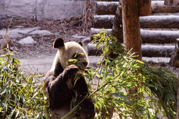 Sáros Óriás Panda Eszik Bambusz Hajtásokat Gyümölcsöt Pekingben Kínában Pekingi — Stock Fotó