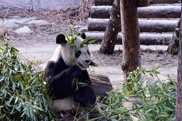 Panda Géant Boueux Mange Des Pousses Bambou Des Fruits Zoo — Photo
