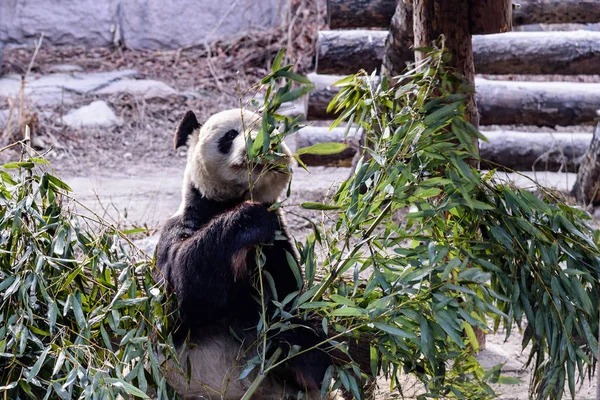 2019年2月11日 在中国北京的北京动物园里 一只泥泞的大熊猫吃竹笋和水果 — 图库照片