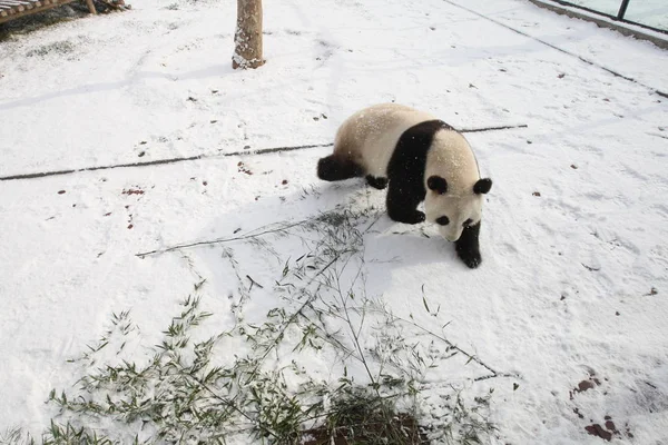 Obří Panda Vidět Hrát Zemi Sníh Zoo Yantai Východní Provincie — Stock fotografie