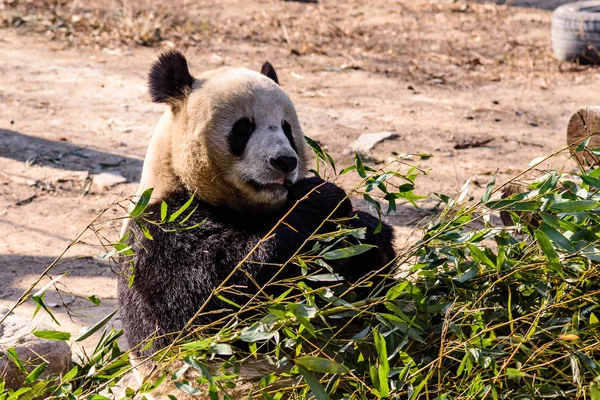 Blátivé Giant Panda Bambusové Výhonky Plody Beijing Zoo Pekingu Čína — Stock fotografie