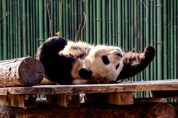 2019 中国北京市に北京動物園で木製のスタンドにかかっている泥だらけのジャイアント パンダ — ストック写真