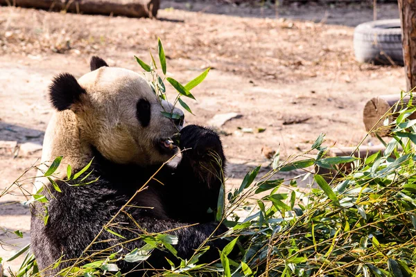 Panda Gigante Lamacento Come Brotos Bambu Frutas Zoológico Pequim Pequim — Fotografia de Stock