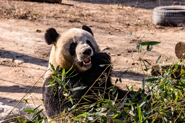 Panda Gigante Lamacento Come Brotos Bambu Frutas Zoológico Pequim Pequim — Fotografia de Stock