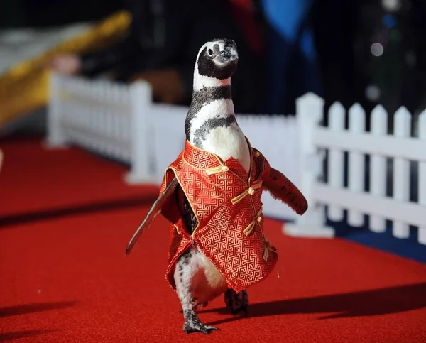 Пингвина Чонгсам Видели Ханчжоу Парке Полярный Океан Ханчжоу Провинция Чжэцзян — стоковое фото