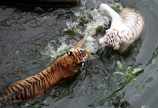 Tigre Blanco Bengala Tigre Siberiano Luchan Para Reclamar Piscina Abrasadores —  Fotos de Stock