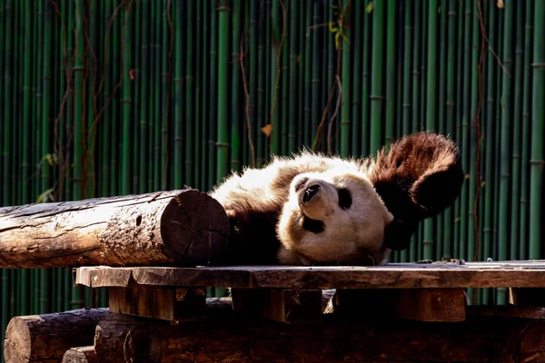 Een Modderige Reuzenpanda Berust Houten Stand Dierentuin Van Peking Beijing — Stockfoto