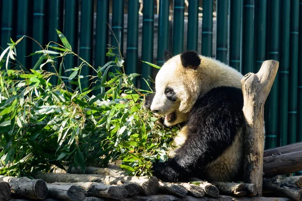 Blátivé Giant Panda Bambusové Výhonky Plody Beijing Zoo Pekingu Čína — Stock fotografie