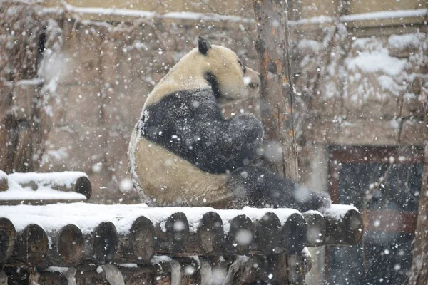Obří Panda Hraje Zemi Pokryté Sněhem Během Sněžení Pekingské Zoo — Stock fotografie