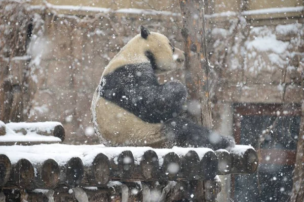 2019年2月12日 在中国北京的北京动物园 一只大熊猫在被雪覆盖的地面上玩耍 — 图库照片