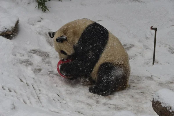 2019年2月12日 在中国北京的北京动物园 一只大熊猫在被雪覆盖的地面上玩耍 — 图库照片