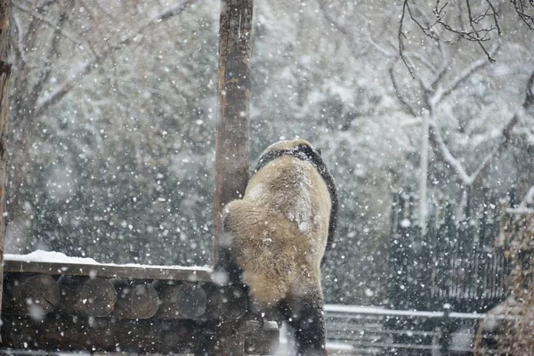 Гігантський Панда Грає Засніженій Землі Під Час Снігопад Пекіні Зоопарку — стокове фото