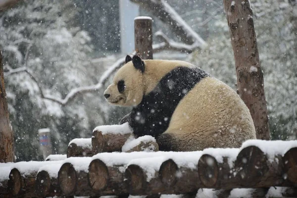 2019年2月12日 在中国北京的北京动物园 一只大熊猫在被雪覆盖的地面上玩耍 — 图库照片