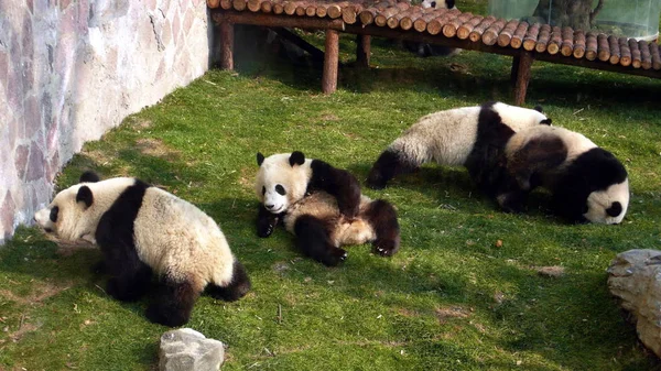 Cuatro Los Diez Pandas Gigantes Provincia Sichuan Juegan Zoológico Shanghai — Foto de Stock