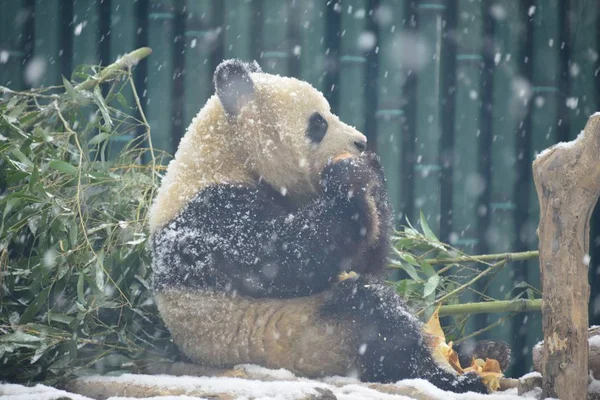 2019年2月12日 在中国北京的北京动物园 一只大熊猫在被雪覆盖的地面上玩耍 — 图库照片