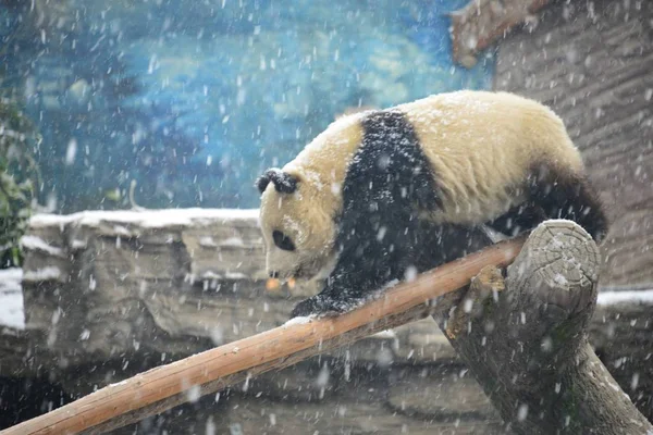 Seekor Panda Raksasa Bermain Tanah Yang Tertutup Salju Selama Salju — Stok Foto