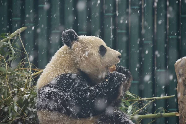 Obří Panda Hraje Zemi Pokryté Sněhem Během Sněžení Pekingské Zoo — Stock fotografie