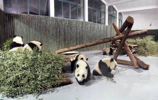 Giant Pandy Bifengxia Base Wolong Giant Panda Reserve Center Grać — Zdjęcie stockowe