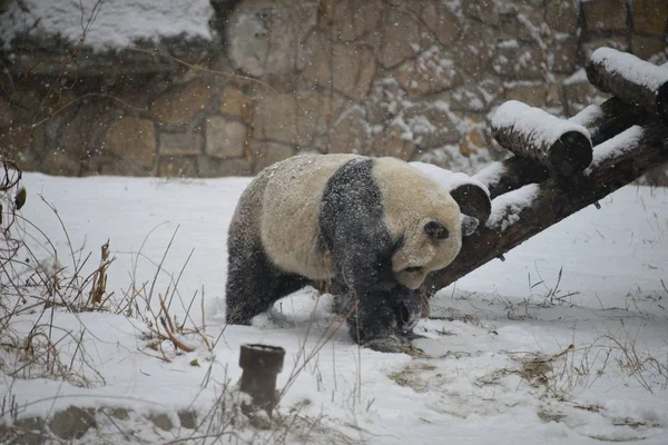 Egy Óriás Panda Játszik Havas Talajon Során Havazás Pekingben Kínában — Stock Fotó