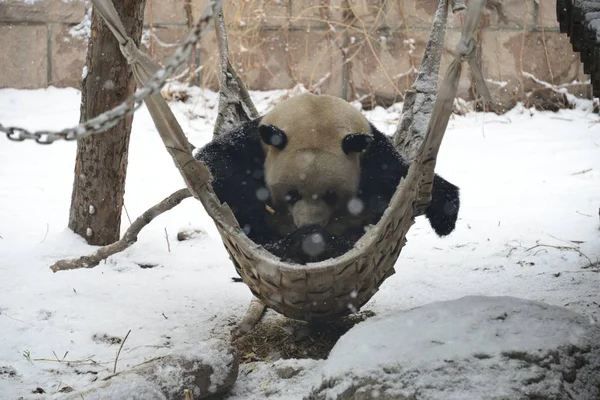 2019年2月12日 在中国北京的北京动物园 一只大熊猫在被雪覆盖的地面上玩耍 — 图库照片