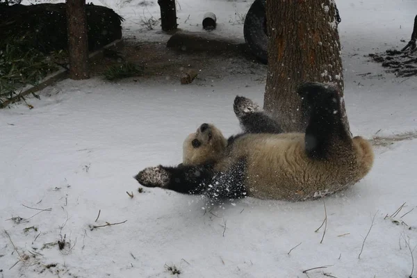 Panda Gigante Juega Terreno Cubierto Nieve Durante Una Nevada Zoológico —  Fotos de Stock