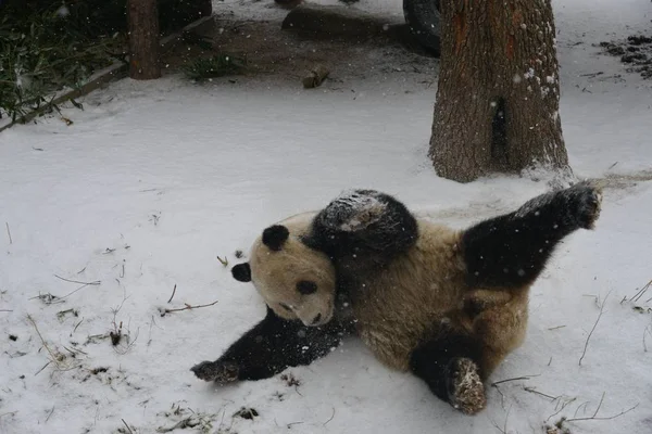 2019年2月12日 在中国北京的北京动物园 一只大熊猫在被雪覆盖的地面上玩耍 — 图库照片