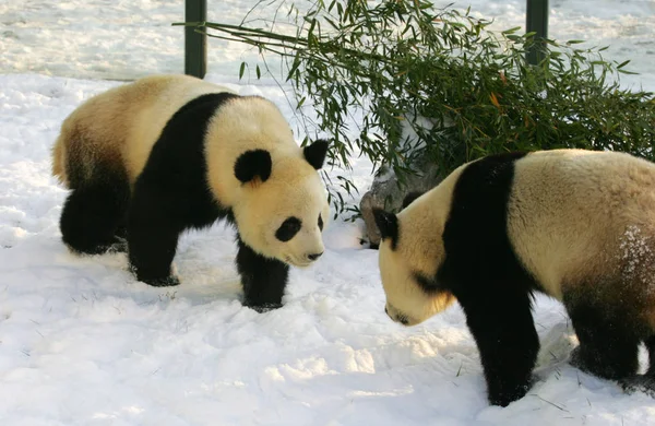 2011年12月9日 在中国东部山东省潍坊的一家动物园里 可以看到熊猫在雪地上玩耍 — 图库照片