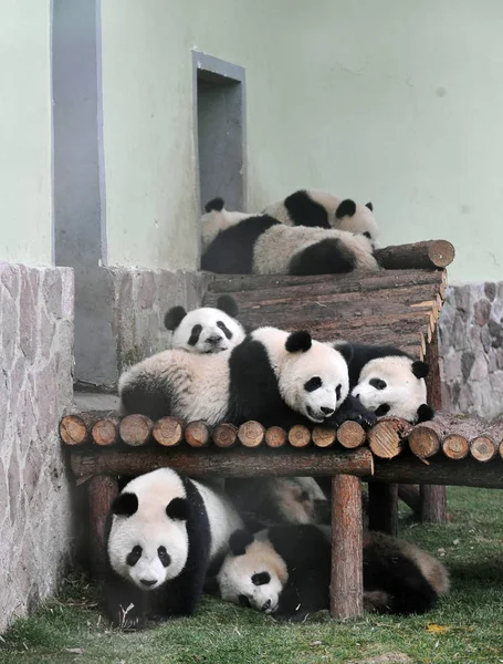 Acht Der Zehn Großen Pandas Aus Der Provinz Sichuan Amüsieren — Stockfoto