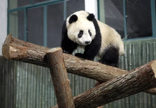 Giant Panda Bifengxia Base Wolong Giant Panda Reserve Center Seen — Stock Photo, Image