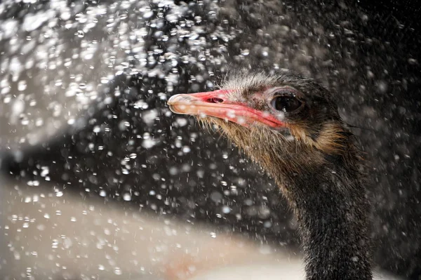 Avestruz Enfría Spray Agua Sofocante Clima Zoológico Ciudad Bozhou Provincia —  Fotos de Stock