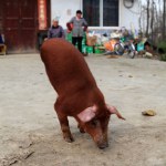 A pig with only two legs is seen walking at a village in Mengcheng county, east Chinas Jiangsu province, 24 November 2011