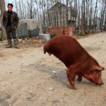 A pig with only two legs is seen walking at a village in Mengcheng county, east Chinas Jiangsu province, 24 November 2011