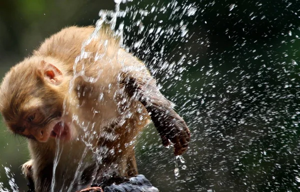 Mono Juega Con Agua Para Refrescarse Clima Abrasador Zoológico Huaibei — Foto de Stock