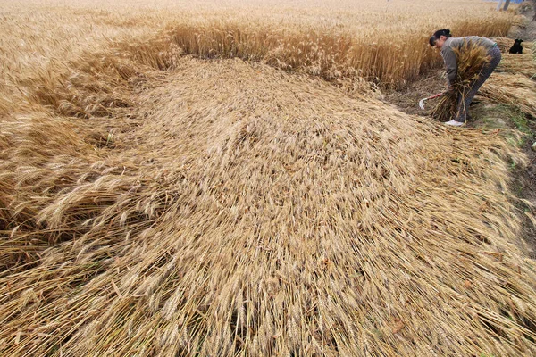 2011年6月6日 中国东部江苏省南通市石宗镇 一位中国农民在田里收割小麦 — 图库照片