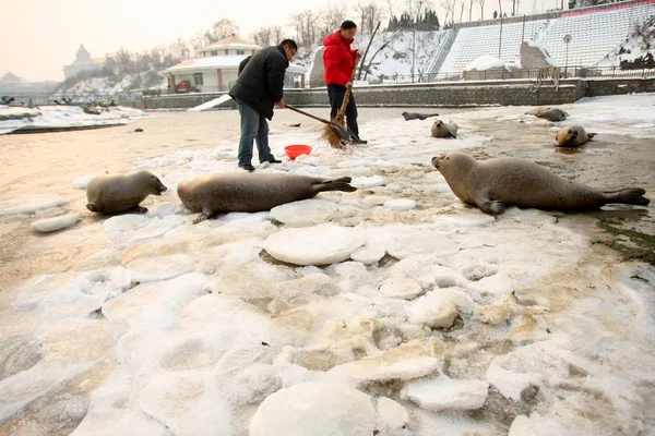 2010年1月9日 星期六 中国山东省烟台市东宝台风景区 中国公园员工试图打破和清除冰面上的冰面 在冰湖中 海豹被搁浅 — 图库照片