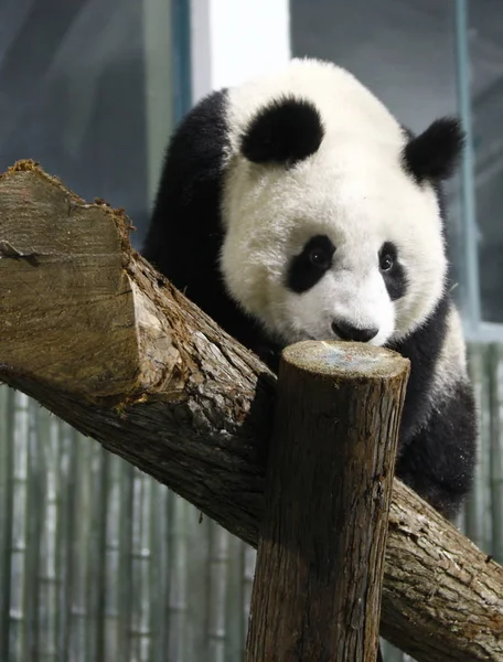 Ein Riesenpanda Vom Bifengxia Stützpunkt Des Wolong Riesenpanda Reservats Shanghai — Stockfoto