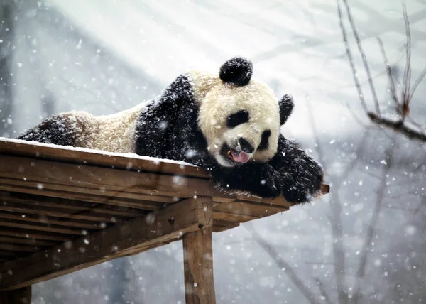 Seekor Panda Raksasa Menjulurkan Lidahnya Untuk Menangkap Kepingan Salju Kebun — Stok Foto