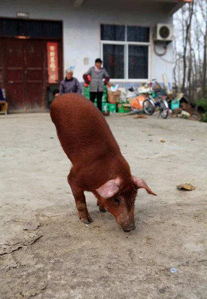 Obci Mengcheng Východní Chinas Jiangsu Vidět Prase Pouze Dvěma Nožičky — Stock fotografie