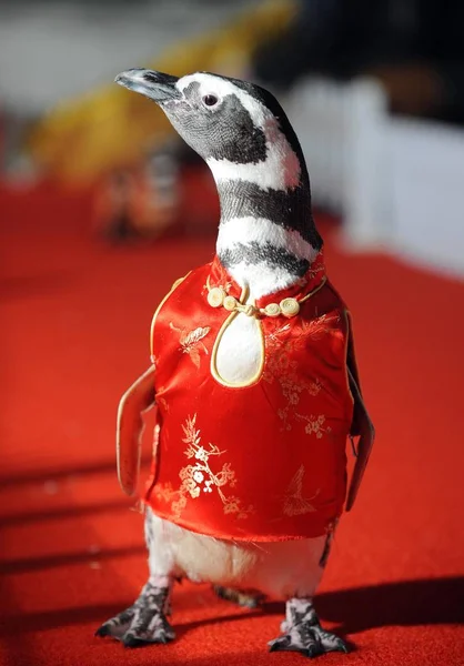 Pingüino Con Cheongsam Hangzhou Polar Ocean Park Hangzhou Provincia Chinas — Foto de Stock