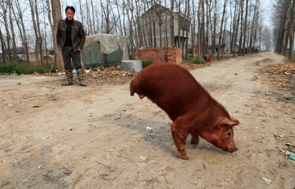 Cerdo Con Solo Dos Patas Visto Caminando Pueblo Condado Mengcheng —  Fotos de Stock