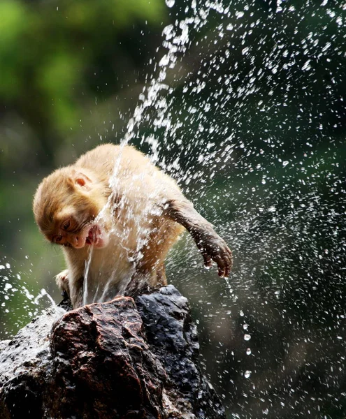 Macaco Brinca Com Água Para Refrescar Clima Escaldante Zoológico Huaibei — Fotografia de Stock