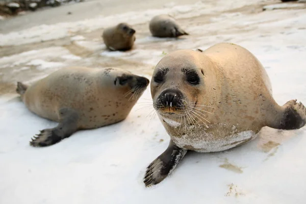 Harbor Seals Krypa Stranden Isiga Sjö Dongpaotai Scenic Spot Yantai — Stockfoto