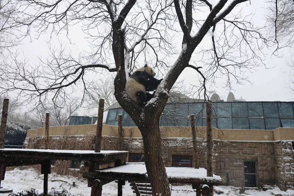 Panda Gigante Trepa Árbol Cubierto Nieve Durante Una Nevada Zoológico — Foto de Stock