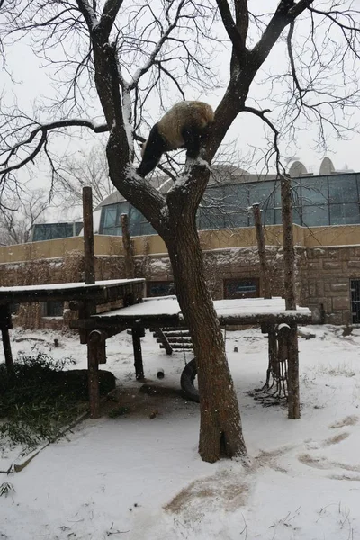 Obří Panda Šplhá Zasněžený Strom Během Sněžení Pekingské Zoo Pekingu — Stock fotografie