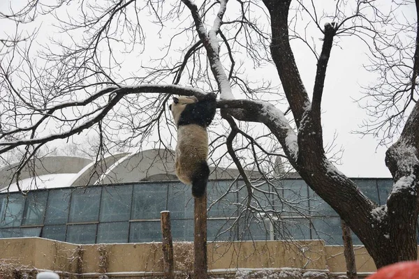 Panda Gigante Trepa Árbol Cubierto Nieve Durante Una Nevada Zoológico —  Fotos de Stock